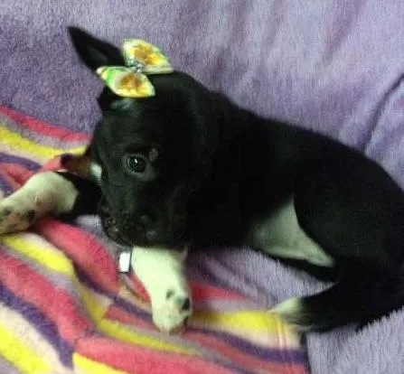 Cachorro ra a SRD idade Abaixo de 2 meses nome Sem nome