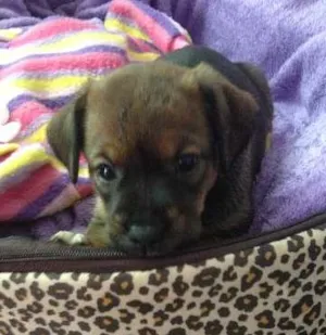 Cachorro raça SRD idade Abaixo de 2 meses nome Sem nome