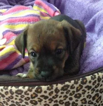 Cachorro ra a SRD idade Abaixo de 2 meses nome Sem nome