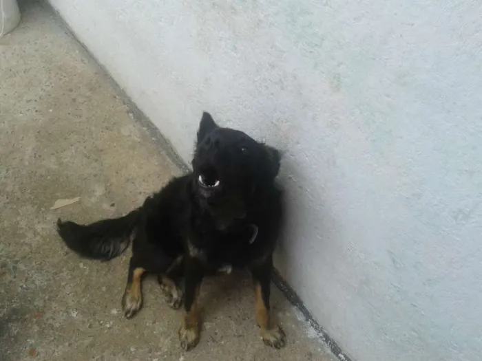 Cachorro raça  idade 7 a 11 meses nome jack sparrow 