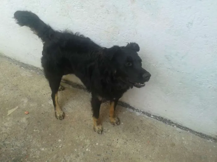 Cachorro raça  idade 7 a 11 meses nome jack sparrow 