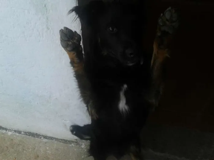 Cachorro raça  idade 7 a 11 meses nome jack sparrow 