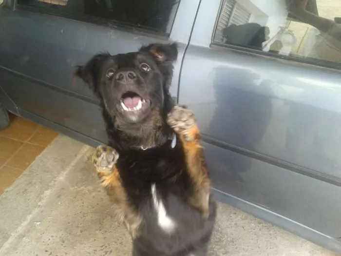 Cachorro raça  idade 7 a 11 meses nome jack sparrow 