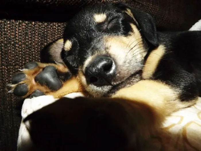 Cachorro ra a Vira lata idade 7 a 11 meses nome Lambão