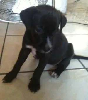 Cachorro raça Sem Raça idade Abaixo de 2 meses nome Linda