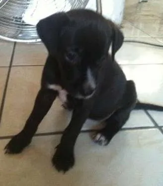 Cachorro raça Sem Raça idade Abaixo de 2 meses nome Linda