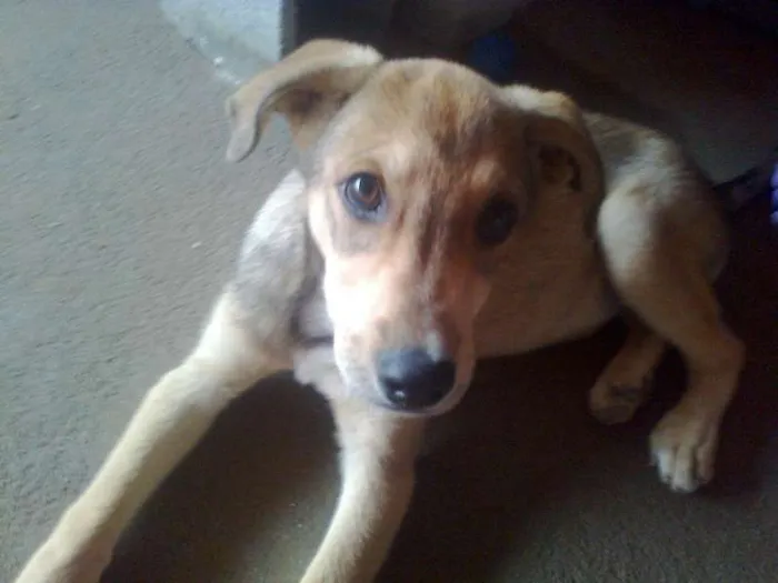 Cachorro ra a SEM RAÇA DEFINIDA idade 1 ano nome SHEIK GRATIFICA