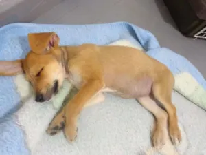 Cachorro raça  idade 2 a 6 meses nome Filhotinha 3 meses,