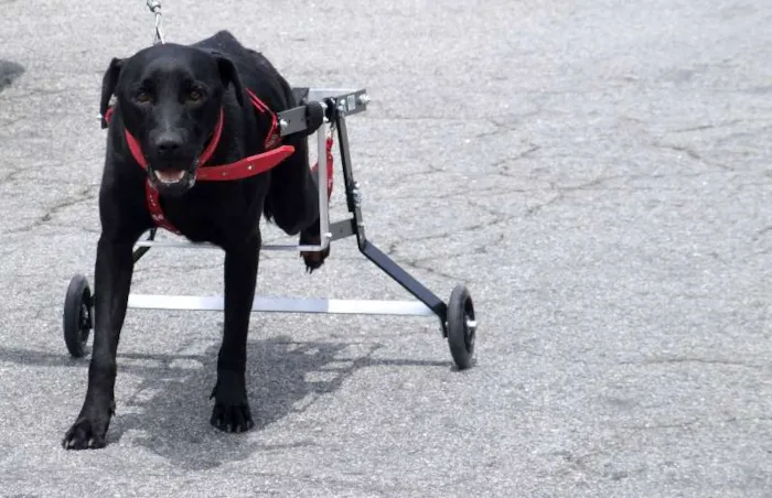 Cachorro ra a SRD idade 1 ano nome Negão