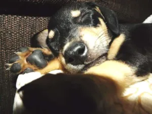 Cachorro raça Vira lata idade 7 a 11 meses nome Lambão