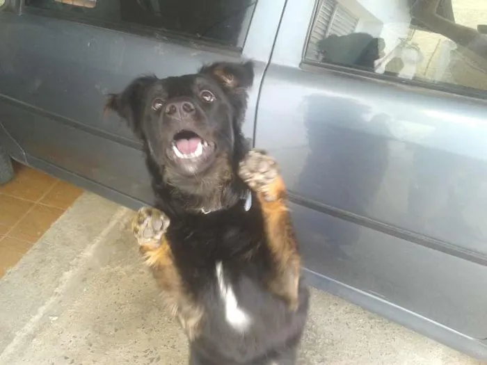 Cachorro raça  idade 7 a 11 meses nome jack sparrow 