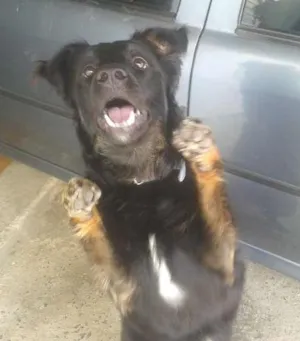 Cachorro raça  idade 7 a 11 meses nome jack sparrow 