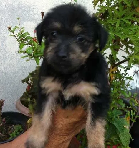 Cachorro ra a SRD idade 2 a 6 meses nome Amelie