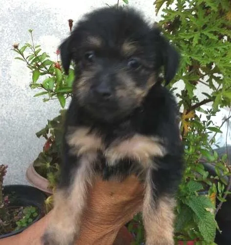 Cachorro ra a SRD idade 2 a 6 meses nome Amelie