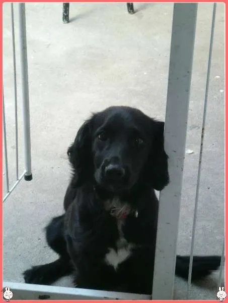 Cachorro ra a Raça Misturada idade 1 ano nome Marley