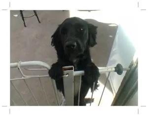 Cachorro raça Raça Misturada idade 1 ano nome Marley