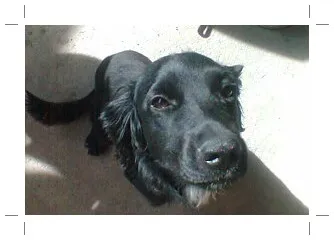 Cachorro ra a Raça Misturada idade 1 ano nome Marley