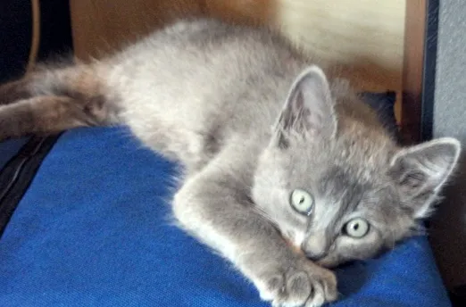 Gato ra a SRD idade 2 a 6 meses nome Dorinha