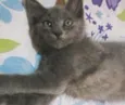 Dorinha