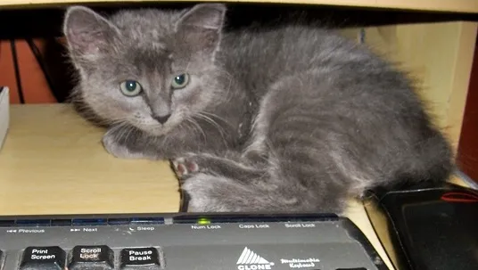 Gato ra a SRD idade 2 a 6 meses nome Dorinha