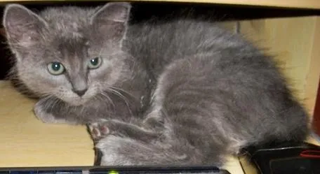 Gato ra a SRD idade 2 a 6 meses nome Dorinha