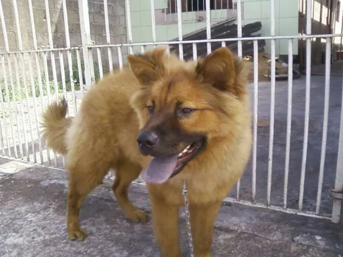 Cachorro ra a Chow Chow idade 1 ano nome thor e marley GRATI