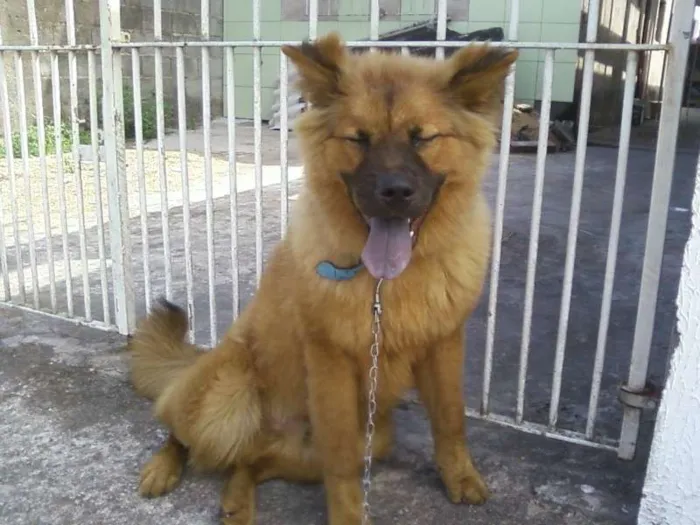 Cachorro ra a Chow Chow idade 1 ano nome thor e marley GRATI