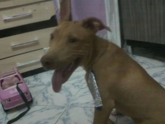 Cachorro ra a Pit-Bull idade 2 a 6 meses nome cao GRATIFICA