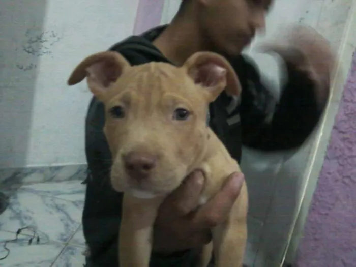 Cachorro ra a Pit-Bull idade 2 a 6 meses nome cao GRATIFICA