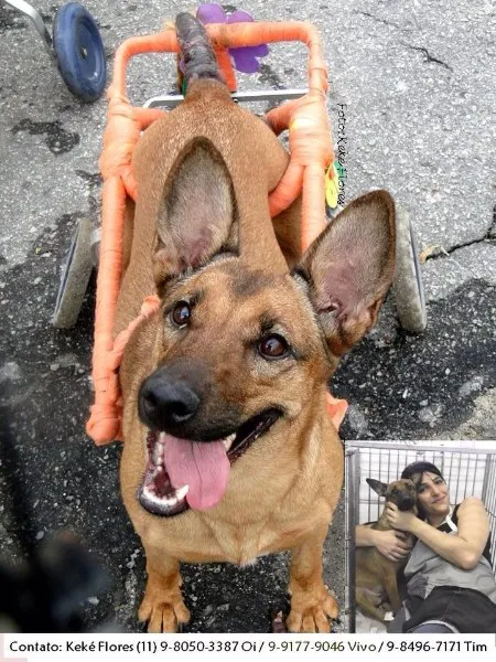 Cachorro ra a SRD idade 5 anos nome Suzan