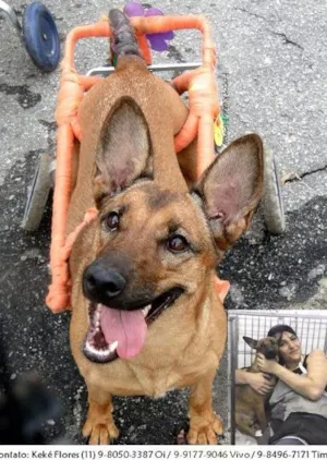 Cachorro raça SRD idade 5 anos nome Suzan