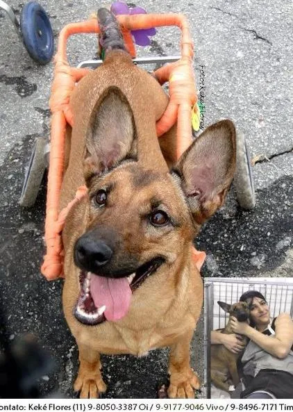 Cachorro ra a SRD idade 5 anos nome Suzan