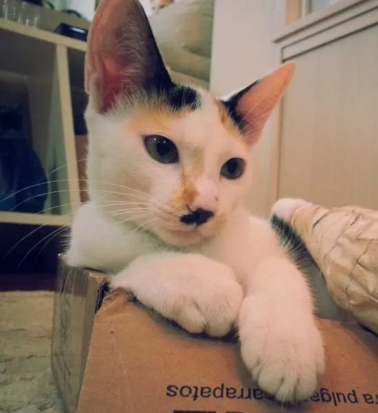 Gato ra a srd idade 2 a 6 meses nome Chantilly