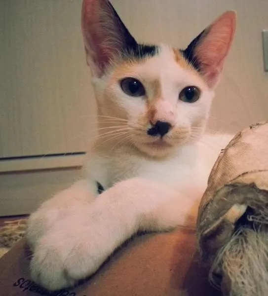 Gato ra a srd idade 2 a 6 meses nome Chantilly