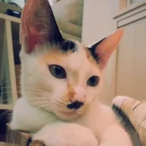 Gato raça srd idade 2 a 6 meses nome Chantilly