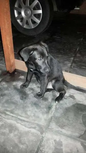 Cachorro raça SRD idade 2 a 6 meses nome Fumaça e Faisca