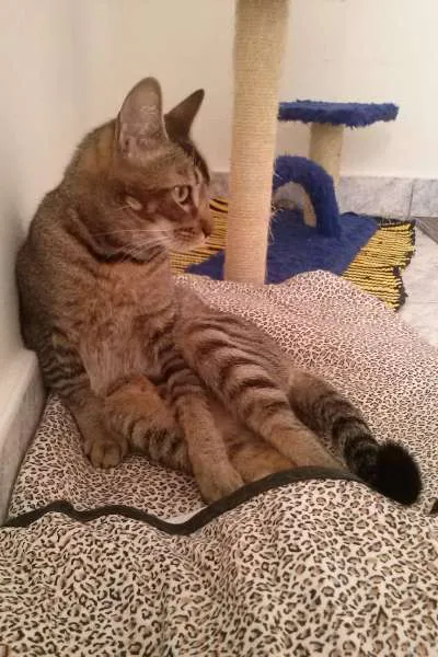 Gato ra a SRD idade 1 ano nome Tico e Madô