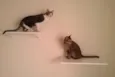 Tico e Madô