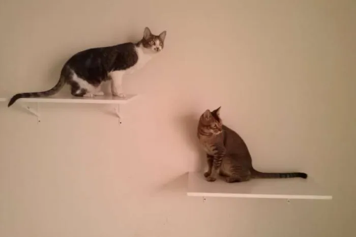 Gato ra a SRD idade 1 ano nome Tico e Madô