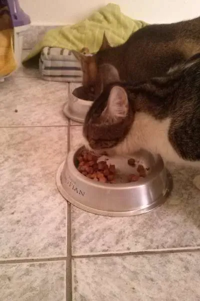 Gato ra a SRD idade 1 ano nome Tico e Madô