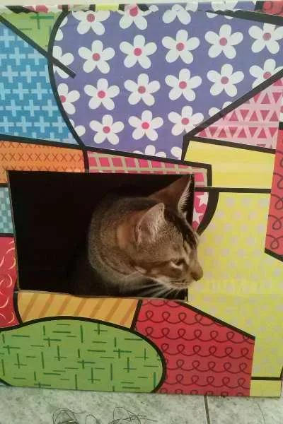 Gato ra a SRD idade 1 ano nome Tico e Madô