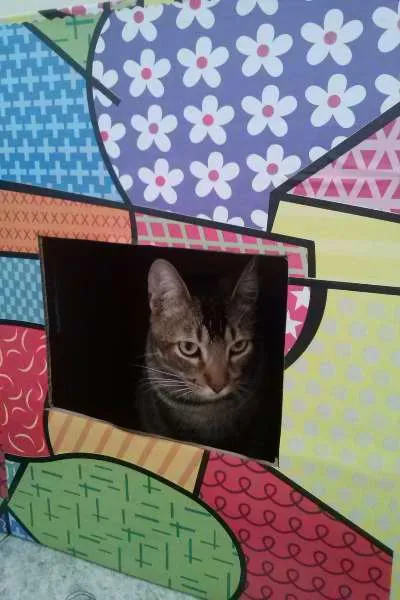 Gato ra a SRD idade 1 ano nome Tico e Madô
