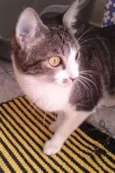 Tico e Madô