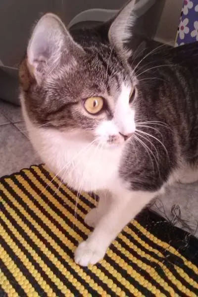 Gato ra a SRD idade 1 ano nome Tico e Madô