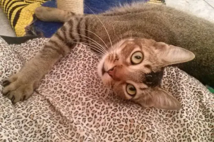 Gato ra a SRD idade 1 ano nome Tico e Madô