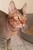 Tico e Madô