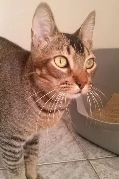 Gato ra a SRD idade 1 ano nome Tico e Madô