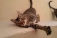 Tico e Madô