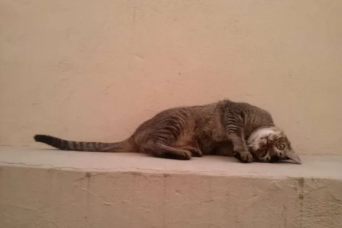 Gato ra a SRD idade 1 ano nome Tico e Madô