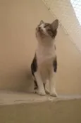 Tico e Madô